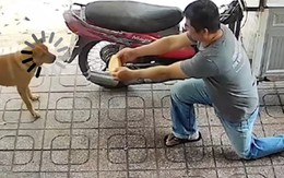 Chú chó giật bắn mình vì ông chú bán bánh mì kỳ lạ
