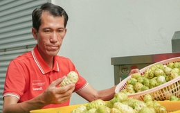 Bỏ phố về quê: Thanh niên 8X kiếm 2 tỉ mỗi năm nhờ cây nhàu trên vùng đất U Minh Hạ