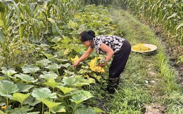 Vì sao trồng cây xen kẽ ít bị 'sốc' thời tiết? Khoa học lý giải gây bất ngờ