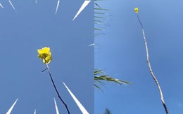 'Siêu mẫu' làng mai 2026 lộ diện