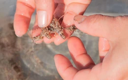 Vào mùa tôm hùm giống, ngư dân Đà Nẵng thu bộn tiền mỗi ngày