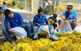 Người trồng cúc mâm xôi ở miền Tây nỗ lực đưa hoa ra chợ Tết sớm