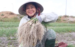 Tất bật thu hoạch kiệu Tết, nông dân Đà Nẵng vui vì được mùa, giá ổn