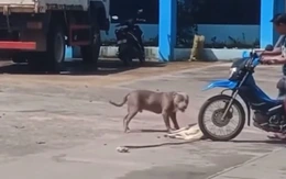 Chú chó nằm giả chết để không bị Pitbull cắn