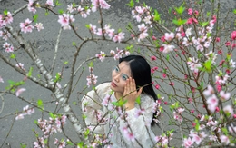 Đào rừng về Hà Nội, người chơi có mặn mà?