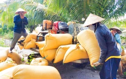 Gìn giữ nguồn gene và phục tráng giống lúa chất lượng cao giúp nông dân sinh lợi