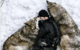 Thực hư chuyện người cắm trại sống sót nhờ hai con sói giữa băng tuyết
