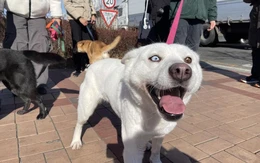 Hàn Quốc sắp cấm thịt chó, số phận của gần nửa triệu con chó sẽ ra sao?