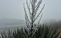 Cận cảnh băng giá ở đỉnh Mẫu Sơn khi nhiệt độ còn -0,1 độ C