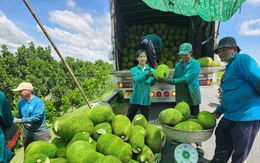 Nông dân phấn khởi, vì giá mít tăng gấp đôi vào dịp cận Tết