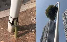 Một cây tre thành biểu tượng nghị lực vì cách mọc 'hổng giống ai'