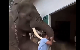 Video voi tấn công người ở Thái Lan lan truyền trên mạng là thật hay giả?