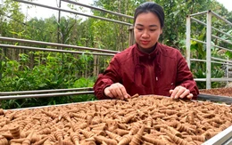 Thủ phủ chế tác trầm hương ở Hà Tĩnh sôi động ngày cận Tết Nguyên đán