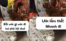 Chó cưng ngồi lên bàn thờ Ông Địa cho cô chủ khấn