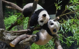 'Đại sứ gấu trúc' bị triệu hồi: dấu hỏi lớn cho quan hệ Nhật - Trung