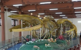 Hai bộ xương cá ông lớn nhất Việt Nam xuống cấp nhanh, rơi rụng như răng ông lão