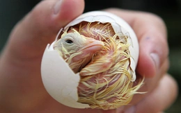 Nhật Bản dùng AI xác định giới tính gà con từ trong trứng, chính xác 97%
