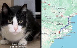 Chú mèo 'phượt thủ' đi bộ 250km từ Tây Ban Nha về Pháp vì một điều