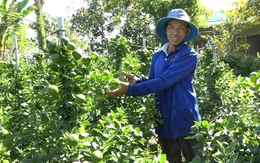 Mâm xôi Hàn Quốc, hạnh chưng Tết hút khách