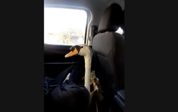 Trộm thiên nga của Thảo cầm viên rồi bán về Cần Thơ, bị bắt ở Tây Ninh