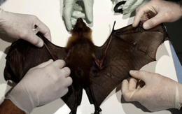 Vi rút Nipah có phải vi rút mới, mức độ lây lan cao?