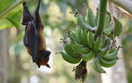 Chuyên gia y tế Việt Nam: Vi rút Nipah không lây kiểu bay xa nhưng chú ý dấu hiệu 'đèn đỏ'