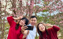 Mai anh đào Đà Lạt đã nở rộ, du khách về phố núi 'sống chậm'