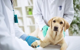 Tin tức sáng 28-1: Nhà đầu tư bỏ số tiền đắt gấp 3 thị trường mua thương hiệu mì Miliket