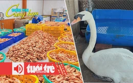 Điểm tin 18h: Đặc sản OCOP lên ngôi dịp Tết; Trộm thiên nga của Thảo cầm viên