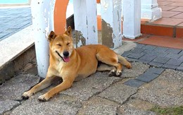 'Bạn chó Vàng’ dẫn đường ở Mũi Điện - Bãi Môn được du khách chấm 5 sao