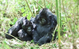 Đến lục địa đen tìm dã thú Gorilla