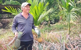 Giá khóm tăng cao mùa Tết