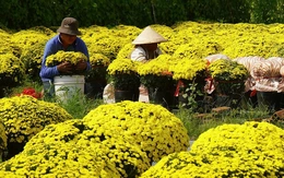 Gần 70% cúc mâm xôi nở sớm đã được tiêu thụ ở Vĩnh Long