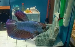 Thanh niên làm hẳn căn nhà đầy đủ nội thất cho đàn cá kiểng