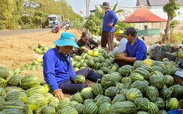 Giá dưa hấu tại An Giang ‘dội chợ’ cận Tết, giảm hơn 50% so với tháng trước