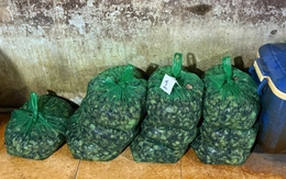 Hàng ngàn tấn ốc bươu 'ngậm' hóa chất công nghiệp len lỏi vào bữa ăn thế nào?