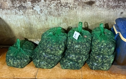 Hàng ngàn tấn ốc bươu 'ngậm' hóa chất công nghiệp len lỏi vào bữa ăn thế nào?