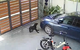 Chú chó đập mặt vào ô tô vì nền sân trơn trượt