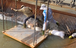 Nhiều xác heo trôi trên kênh dẫn nước hồ Dầu Tiếng, đơn vị quản lý nói gì?