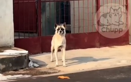 Chú chó 'quê muốn độn thổ' nhưng vẫn cố tỏ ra mình ổn