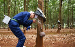 Nhiều dự án trên đất cao su ách tắc do vướng bồi thường, thu hồi đất