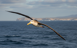 Hải âu sóng 'đi lạc' 5.000km từ xích đạo đến California, khoa học sửng sốt