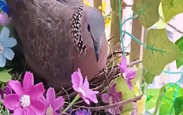 Cô gái hạnh phúc khi thuần hóa được gia đình chim cu gáy