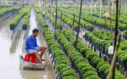 Nam Bộ, TP.HCM mưa trái mùa trong hai ngày tới, người trồng hoa vụ Tết chú ý