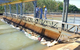 Xác động vật trên kênh dẫn nước về hồ Dầu Tiếng: Nguy cơ ô nhiễm nguồn nước rất cao?