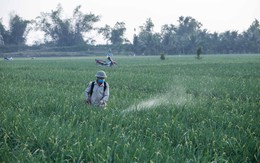 Bổ sung một số loại thuốc phòng trừ sinh vật gây hại trên sầu riêng, thanh long, bưởi