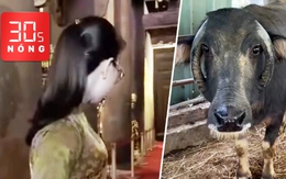 Bản tin 30s Nóng: Tạm đình chỉ nữ hướng dẫn viên nói ‘phản động Tây Sơn'; Độc lạ trâu sừng mọc ngược