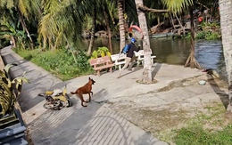 Người đàn ông thót tim khi thấy hàng xóm 'phi' từ nhà xuống hồ