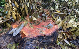 Vụ đốn 42 cây xà cừ ở Sóc Trăng: Chuyển đi bằng 7 xe, đã trả lại 3 xe