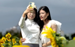 Ngẩn ngơ trước cánh đồng hoa hướng dương ở Quảng Ngãi